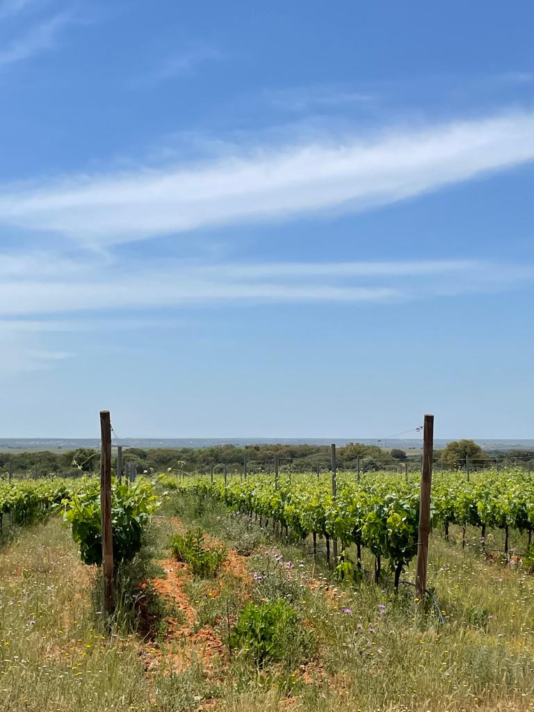 Old vines