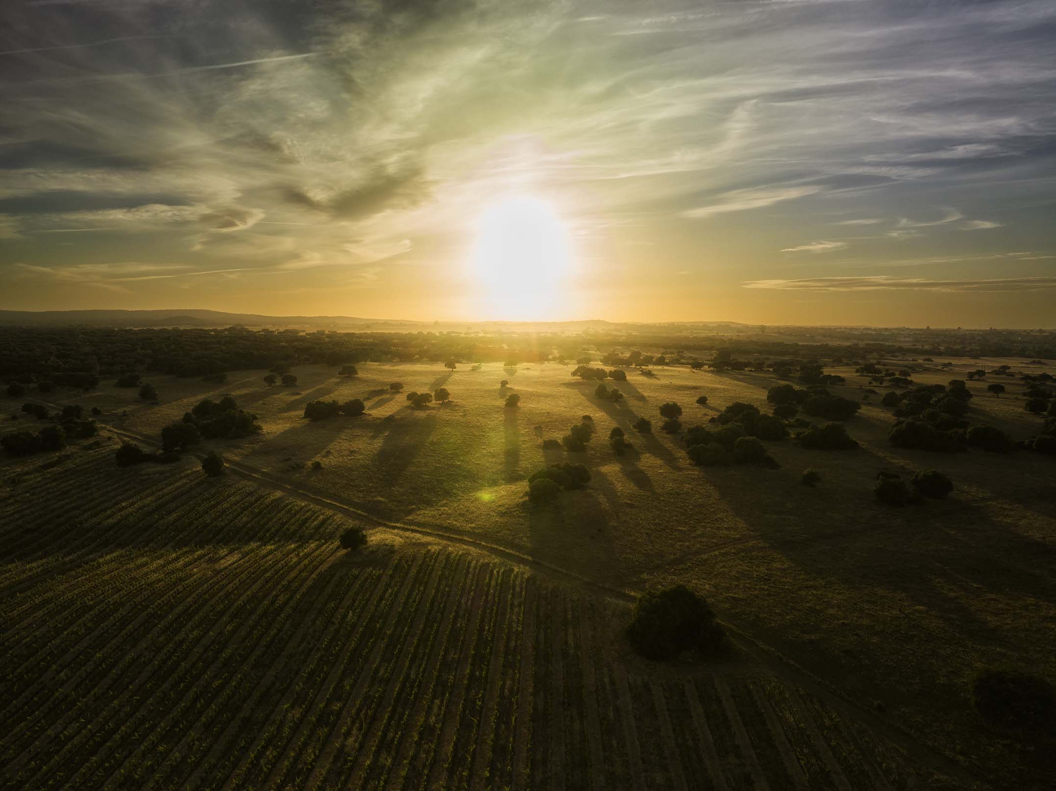 Rumo's vineyard in the Alentejo